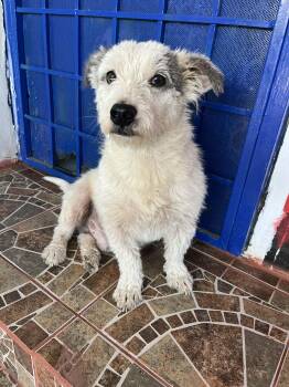 Terrier Dogs Available for Adoption - Finn | PetCurious