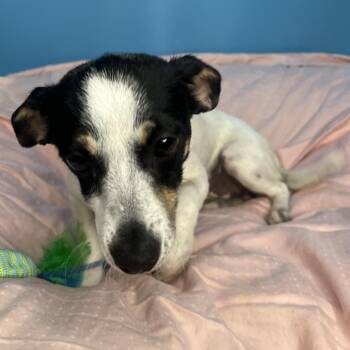 Rat Terrier Dogs Available for Adoption in San Antonio, Texas - Pixie | PetCurious