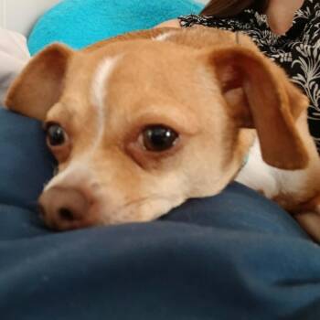 Rex -  Mixed Breed Dog for Adoption in West Olive, Michigan - Rex | PetCurious