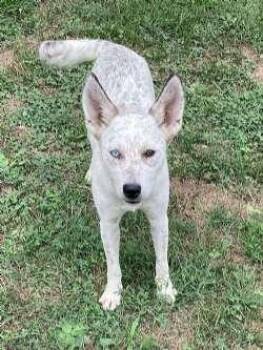 Jenna -  Australian Cattle Dog Blue Heeler Dog for Adoption in Sudbury, Massachusetts - Jenna | PetCurious