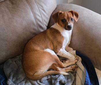 Chihuahua Dogs Available for Adoption - Annie | PetCurious