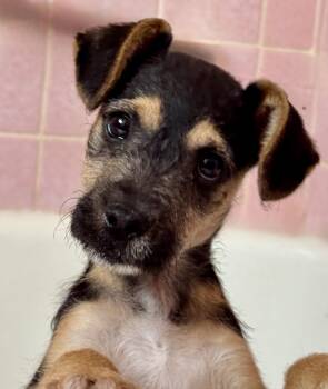 Nubby -  Chihuahua and Terrier Dog for Adoption in Los Angeles, California - Nubby | PetCurious