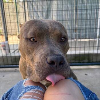 Nitro -  English Bulldog Dog for Adoption in Columbus, North Carolina - Nitro | PetCurious