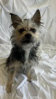 Yorkshire Terrier and Mixed Breed Dogs Available for Adoption in West Memphis, Arkansas - Cookie | PetCurious