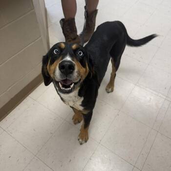 Coonhound and Mixed Breed Dogs Available for Adoption in Jacksboro, Tennessee - Eeyore | PetCurious