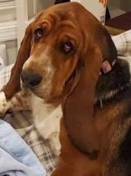Basset Hound Dogs Available for Adoption in Amelia, Ohio - Ruthie | PetCurious