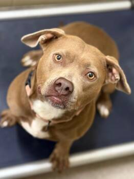 Rescue Pit Bull Terrier Dogs for Adoption in Youngstown, Ohio - Peach | PetCurious