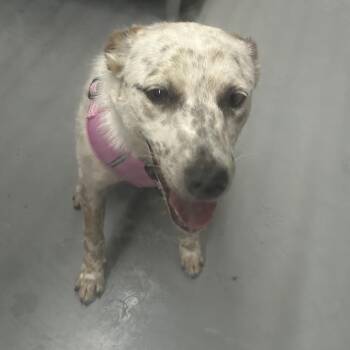 AKIRA -  Cattle Dog Dog Available for Adoption in Richmond, California - AKIRA | PetCurious