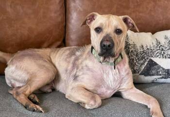 Chief -  Labrador Retriever and Terrier Dog for Adoption in Walnutport, Pennsylvania - Chief | PetCurious