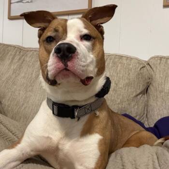 Chief -  Mixed Breed Dog for Adoption in Valparaiso, Indiana - Chief | PetCurious
