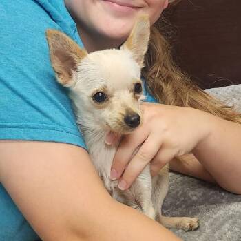 Elsa -  Chihuahua Dog for Adoption in Erie, Pennsylvania - Elsa | PetCurious