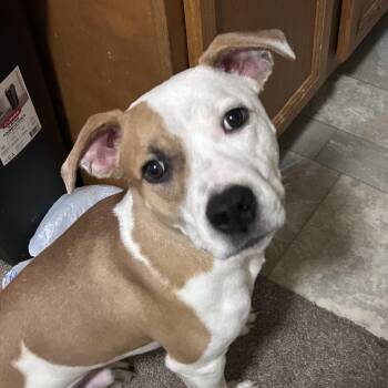 Pit Bull Terrier Dogs Available for Adoption - Chop | PetCurious