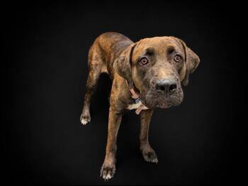 HERSHEY -  Catahoula Leopard Dog Dog for Adoption in Winter Haven, Florida - HERSHEY | PetCurious