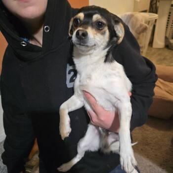 Ricardo -  Jack Russell Terrier Dog for Adoption in Klamath Falls, Oregon - Ricardo | PetCurious