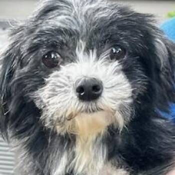 Shih Tzu Dogs Available for Adoption in Ladson, South Carolina - Ethyl | PetCurious