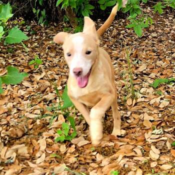 Terrier and Labrador Retriever Dogs Available for Adoption in Brookeville, Maryland - Peanut | PetCurious