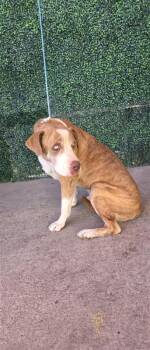 61647980 -  Mixed Breed Dog for Adoption in El Paso, Texas - 61647980 | PetCurious