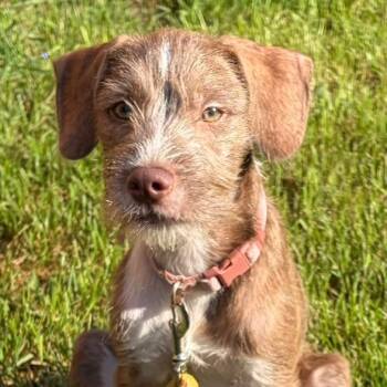 Louie Lederhosen D70657 -  Wirehaired Terrier and Mixed Breed Dog for Adoption in Minnetonka, Minnesota - Louie Lederhosen D70657 | PetCurious