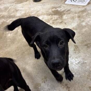 Rouge - 102105U -  Labrador Retriever and Mixed Breed Dog for Adoption in Tupelo, Mississippi - Rouge - 102105U | PetCurious