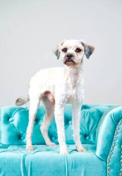 Marshall -  Miniature Poodle Dog for Adoption in Hobart, Wisconsin - Marshall | PetCurious