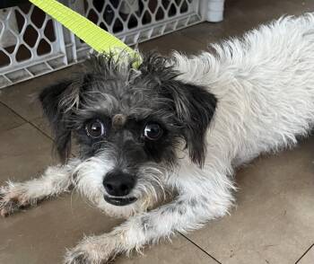 Ida -  Shih Poo Dog for Adoption in Shorewood, Illinois - Ida | PetCurious