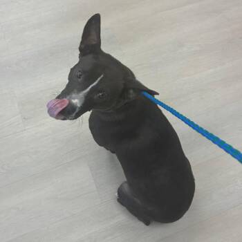 Blossom -  Terrier and Mixed Breed Dog for Adoption in Montgomery, Alabama - Blossom | PetCurious