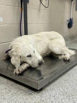 A432673 -  Great Pyrenees Dog for Adoption in Conroe, Texas - A432673 | PetCurious