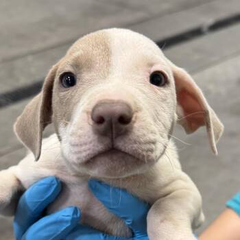 Aquaman -  Mixed Breed Dog for Adoption in Las Cruces, New Mexico - Aquaman | PetCurious