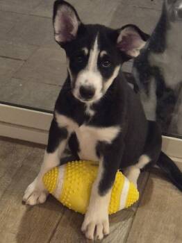 Husky Dogs Available for Adoption - Prance | PetCurious