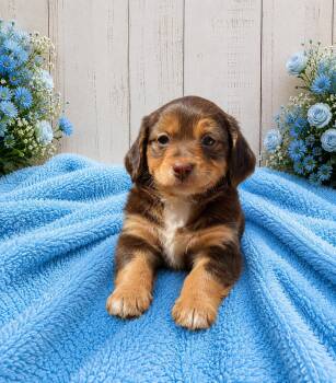 Dachshund Dogs Available for Adoption in Renton, Washington - Maverick | PetCurious