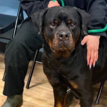 Rottweiler Dogs Available for Adoption - Oso | PetCurious