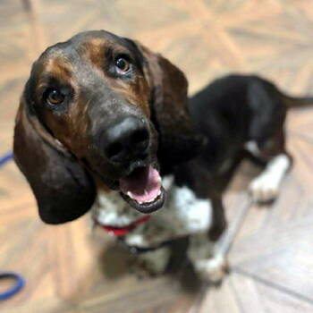 Rescue Basset Hound Dogs for Adoption in Hamilton, New Jersey - BRUNO | PetCurious
