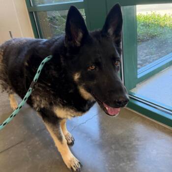 German Shepherd Dog Dogs Available for Adoption in Reno, Nevada - Mika | PetCurious