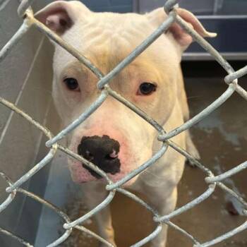 Mixed Breed Dogs Available for Adoption in Gadsden, Alabama - Whiteout | PetCurious
