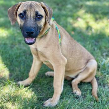 Rescue Labrador Retriever and Hound Dogs for Adoption in Harrisburg, North Carolina - Zola Chester (CONC-A-8959) | PetCurious
