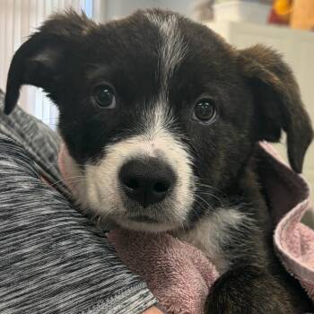 Cartman -  Mixed Breed Dog for Adoption in Greensboro, Georgia - Cartman | PetCurious