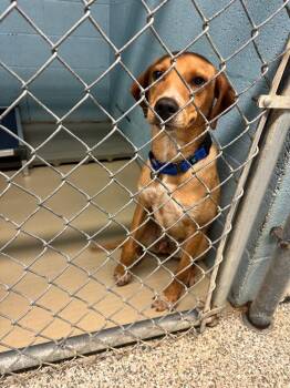 Cole -  Labrador Retriever and Mixed Breed Dog for Adoption in Blountville, Tennessee - Cole | PetCurious