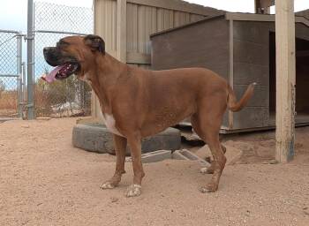 Jazzy -  Boxer Dog for Adoption in San Tan Valley, Arizona - Jazzy | PetCurious
