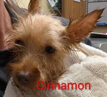 Cinnamon -  Yorkshire Terrier Dog for Adoption in Mauston, Wisconsin - Cinnamon | PetCurious