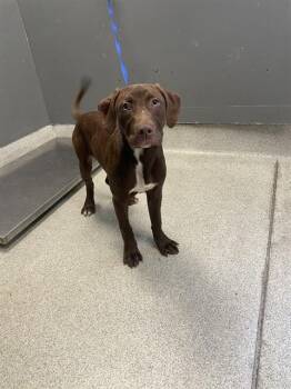 Labrador Retriever and American Staffordshire Terrier Dogs Available for Adoption - RICHIE | PetCurious