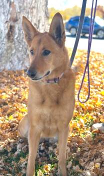 Rescue Shepherd Dogs for Adoption in Albuquerque, New Mexico - Maya | PetCurious
