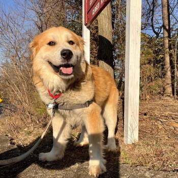 Great Pyrenees Dogs Available for Adoption - Grizzly | PetCurious