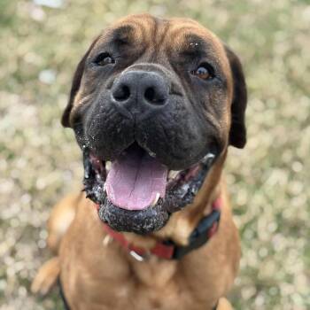 Gus -  Mastiff Dog for Adoption in Pearland, Texas - Gus | PetCurious