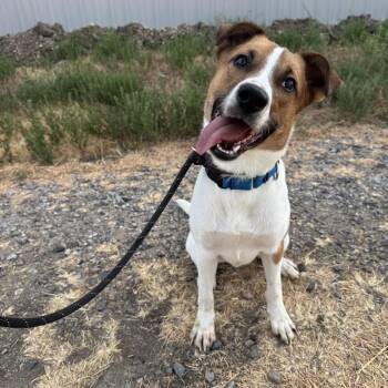 Chancey -  Mixed Breed Dog for Adoption in Chicago, Illinois - Chancey | PetCurious