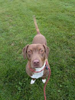 Bud -  Chocolate Labrador Retriever Dog for Adoption in Vaudreuil-dorion, Quebec - Bud | PetCurious