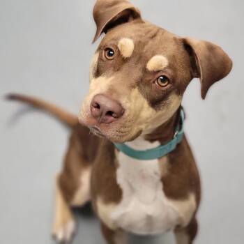 Mixed Breed Dogs Available for Adoption in Sarasota, Florida - Ansel | PetCurious