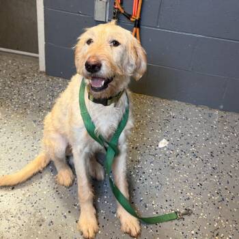 Milo -  Labrador Retriever and Poodle Dog for Adoption in Tuscaloosa, Alabama - Milo | PetCurious