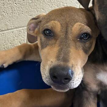 Cinnamon -  Hound Dog for Adoption in Bronson, Florida - Cinnamon | PetCurious
