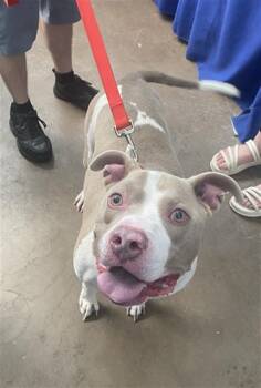 HANK -  Mixed Breed Dog for Adoption in Dallas, Texas - HANK | PetCurious