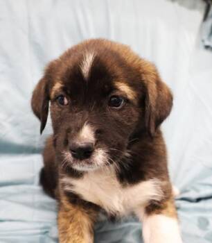 Froyo -  Shepherd Dog for Adoption in Thief River Falls, Minnesota - Froyo | PetCurious